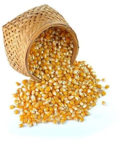 Natural Yellow Maize Seeds 16%, Packaging Size : 50Kg