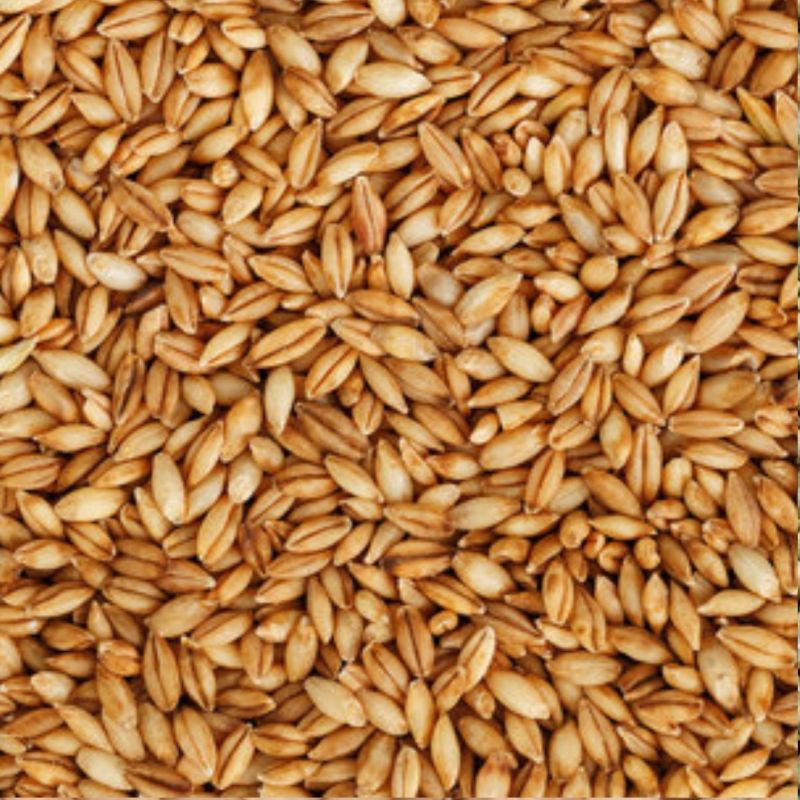 Barley