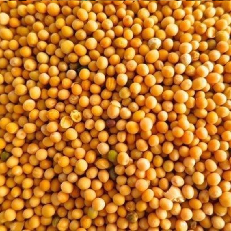 Yellow Mustard Seed