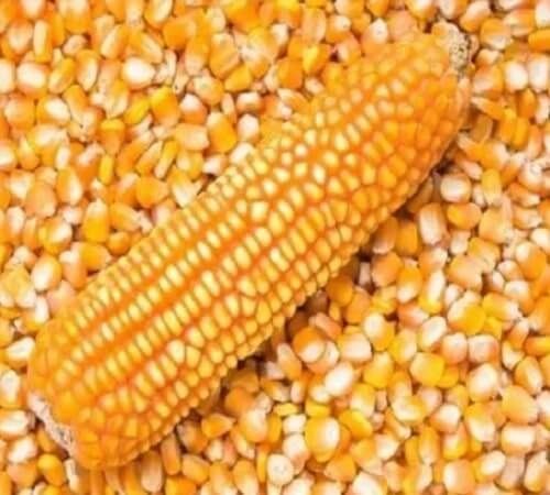 Maize, Color : Varies for Animal Feed