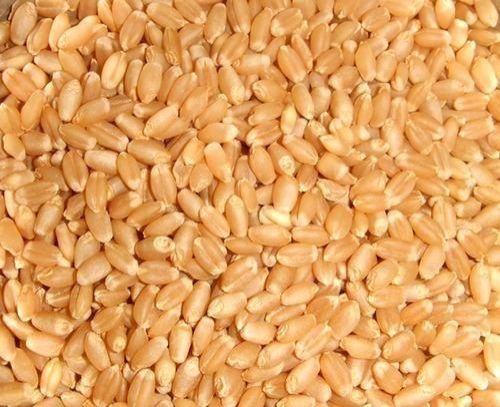 Premium Sortex Wheat