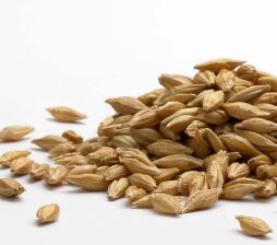 Barley Seeds