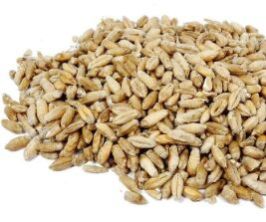 Brown Organic Triticale Grain