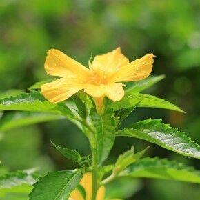 Crossandra Plants, Packaging Type : Typical Packaging