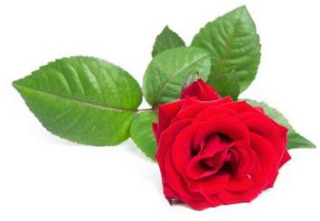 Fresh Red Roses for Floriculture