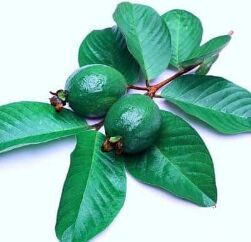 Fresh guava for Human Consumption