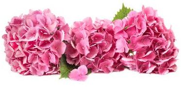 Fresh Hydrangea Flower