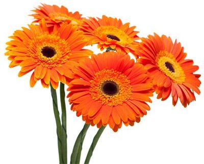 Gerbera Flower