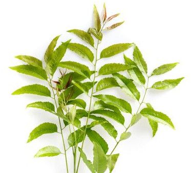 neem leaf