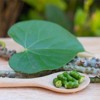 Organic Giloy Leaves