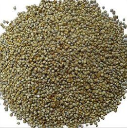 Pearl Millet Seeds
