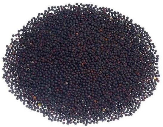 Seeds Dried Spring Canola Oil Seed