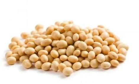 Soybean Oilseeds