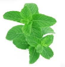 Spearmint Leaf, Color : Green