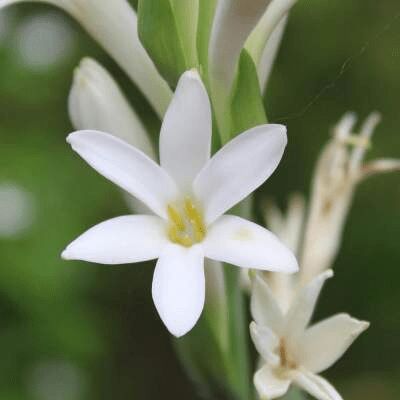 White Fresh Tuberose Flower