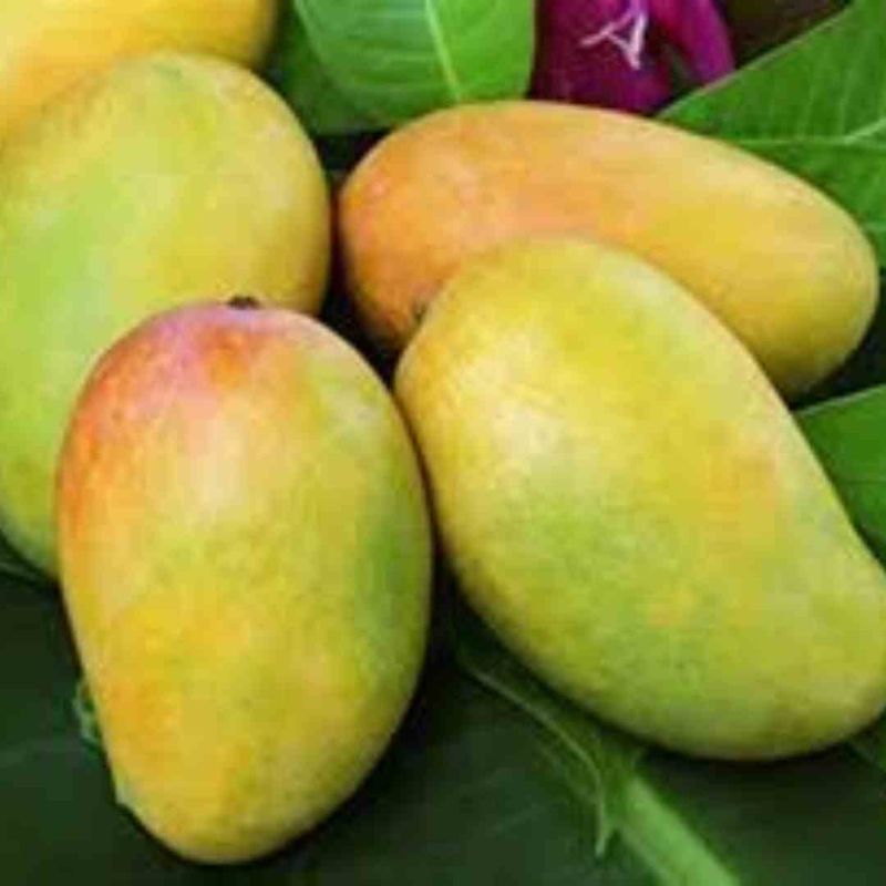 Frozen Kesar Mango