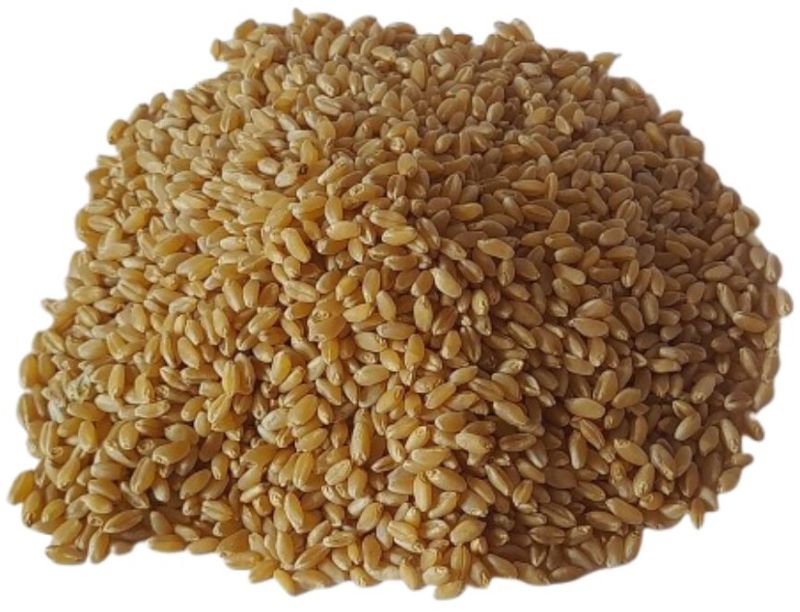 Hybrid Wheat Seeds