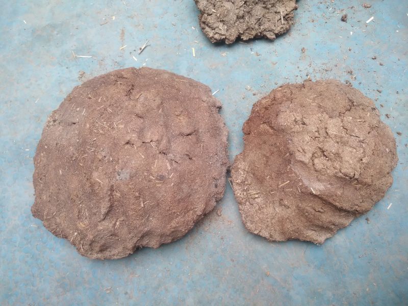 cow dung cakes