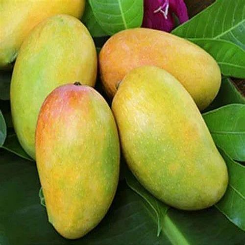 Fresh Indian Kesar Mango, Packaging Type : Paper Box