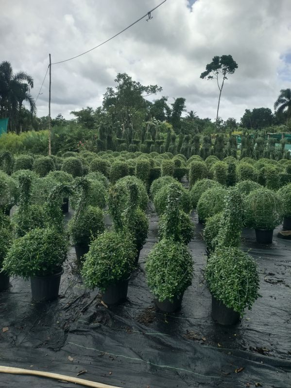 Decorative Live Plants