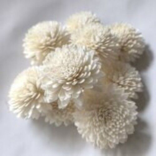 Sola Wild Zinnia Flower, Color : White Home Decor