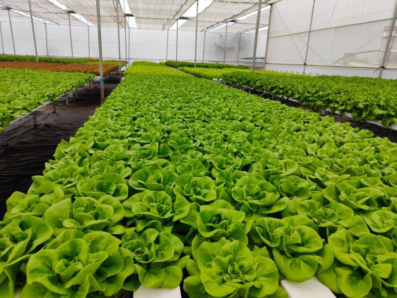 Exotic Hydroponic Systems