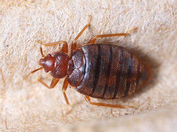 Bed Bug Pest Control Services
