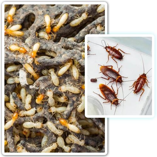 Termite Control Services