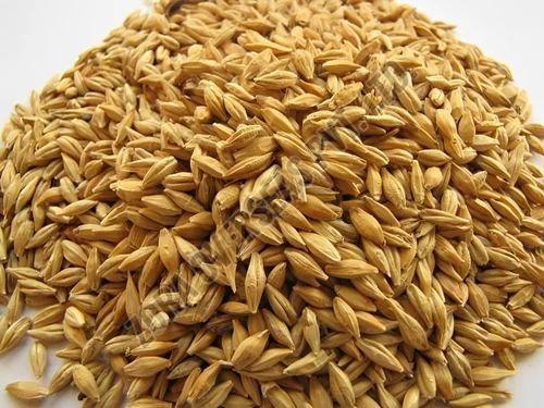 Organic Barley Seeds