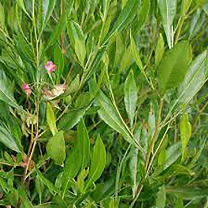 Dodonaea Viscosa Fresh Leaf