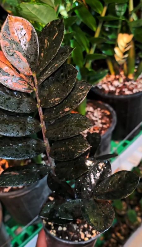 Black Zz Raven Plant