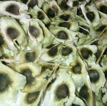 Moringa Drumsticks Seeds