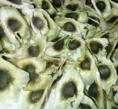 Moringa Seeds FOR Plantation