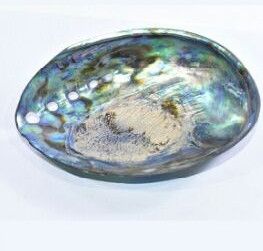 Natural Multicolor Abalone Shell