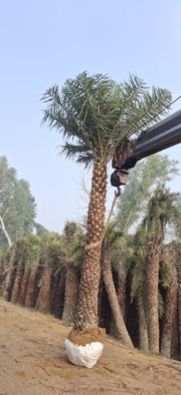 Date Palm Trees