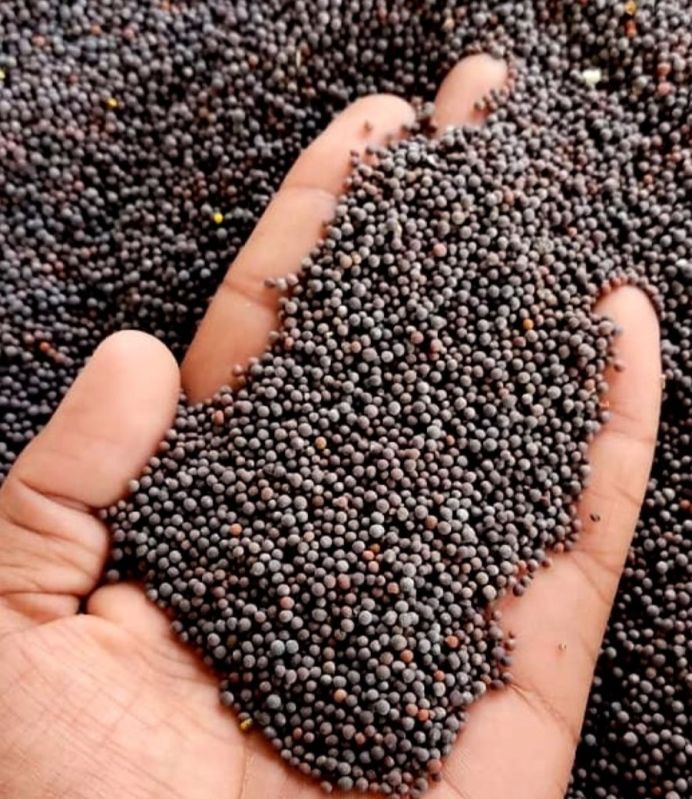 Black Mustard Seeds