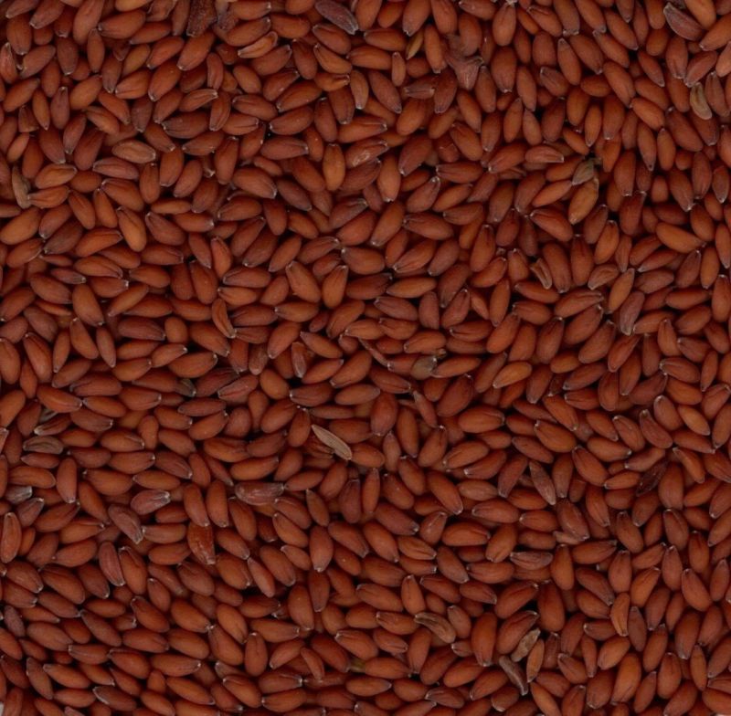 Brown asaliya-halim Seed