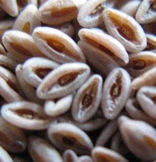 Natural Psyllium Seeds