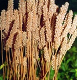 Psyllium Husk Plant