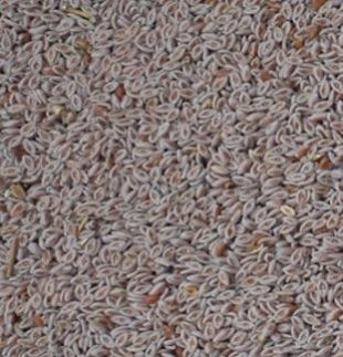 Psyllium Seeds, Color : Brown for Fiber Supplement