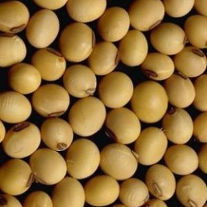 Soya Bean Seeds