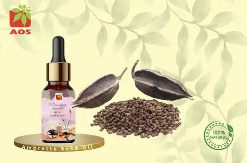 Ambrette Seed Oil, Packaging Type : Glass Bottels