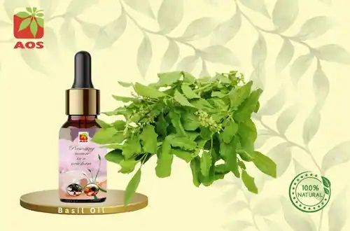 Basil Oil for Aromatherapy, Skincare, Digestive Health