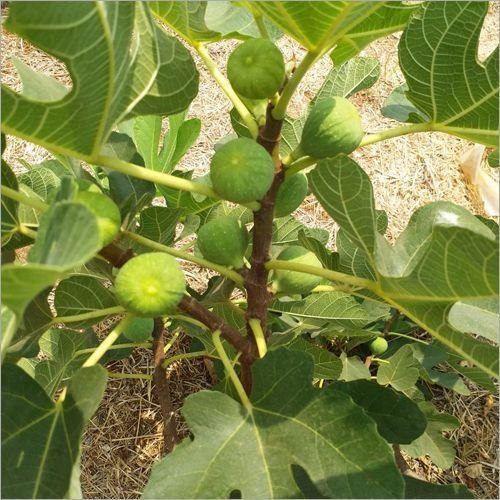 Anjeer Contract Farming