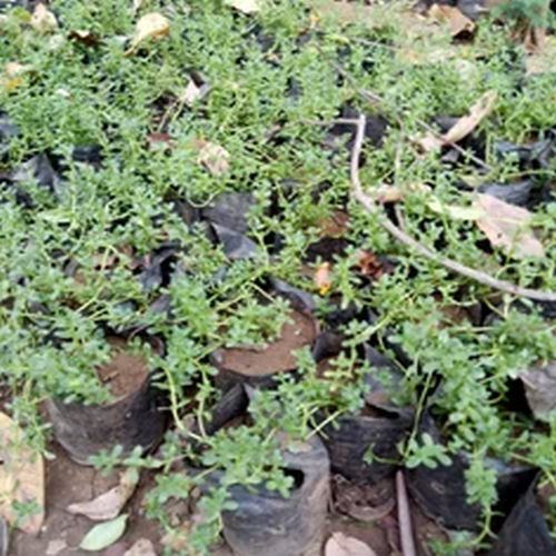 Ashwagandha Contract Farming