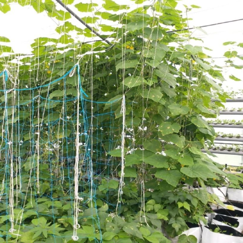 Bamboo Contract Farming