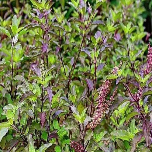 Black Tulsi Contract Farming