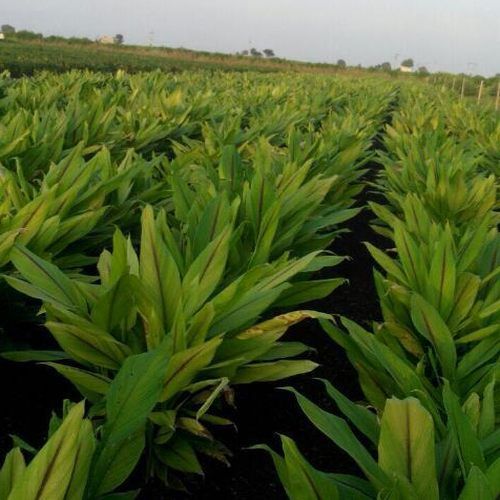 Black Turmeric Contract Farming