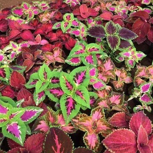 Coleus Contract Farming