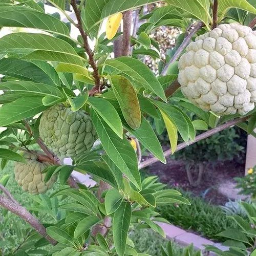 Custard Apple Contract Farming
